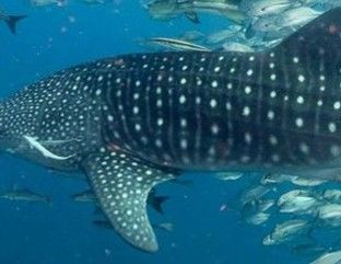 0f28350d-13a4-4f78-a81b-7f68b92129d1