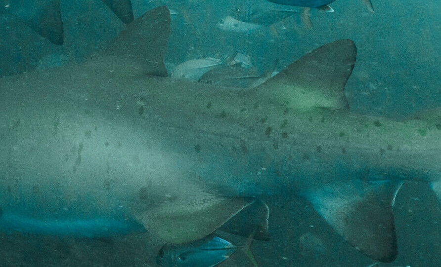 02343d4e-b897-4a41-a474-5bcf15148364