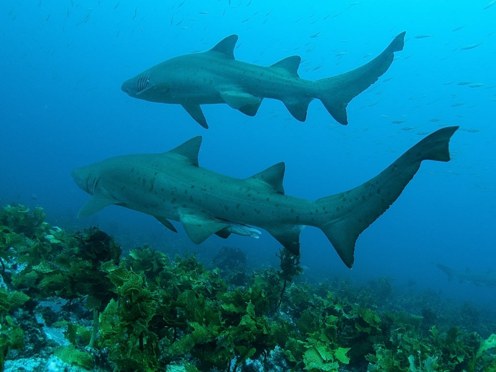 da520896-57e7-465f-b8ab-9145d82ecf35