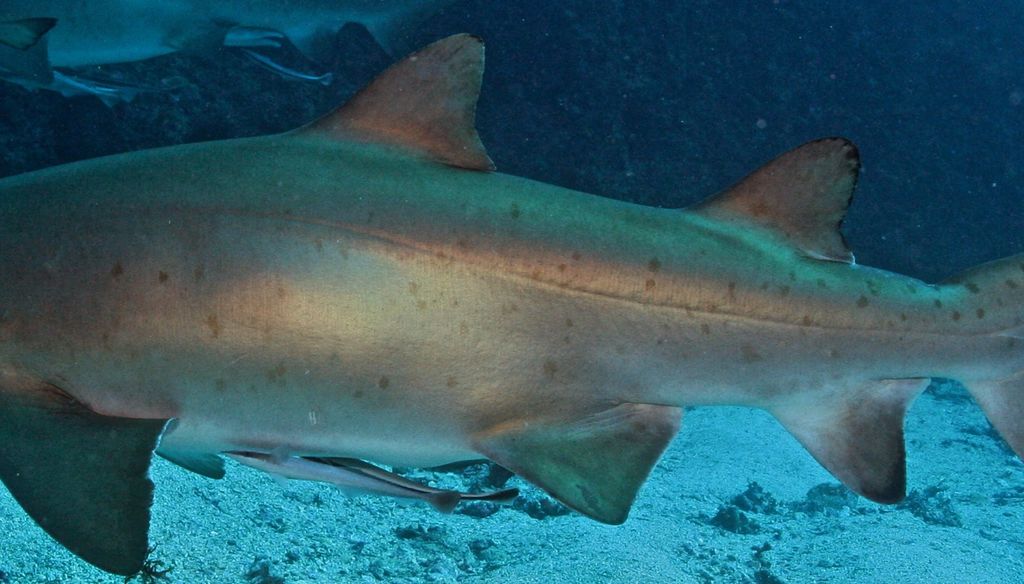 ab1661d2-67a4-417f-a655-e49ea5607da6