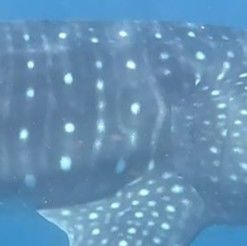 0905d0b5-53b5-415f-a752-f7c5281b931c