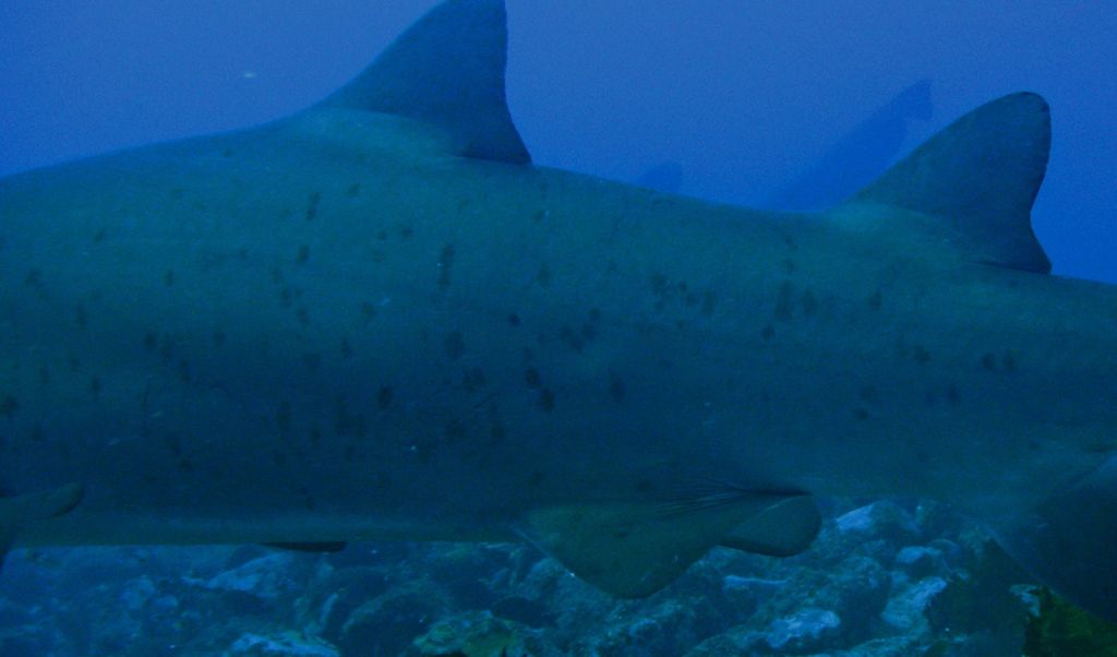 9a6d3b4d-f21e-44bb-8d1a-e5fa3990c4cb