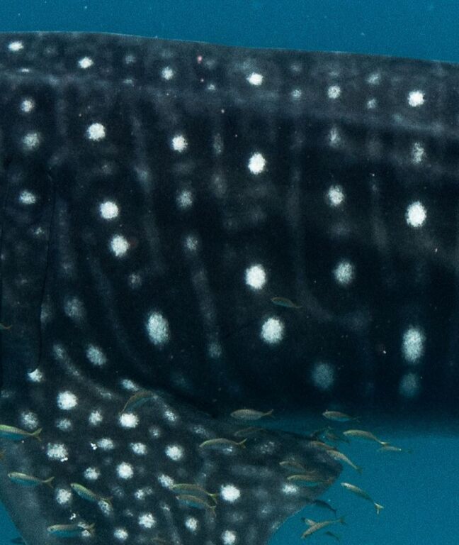 2f961931-6386-41e1-bfa0-936dbd4a30db