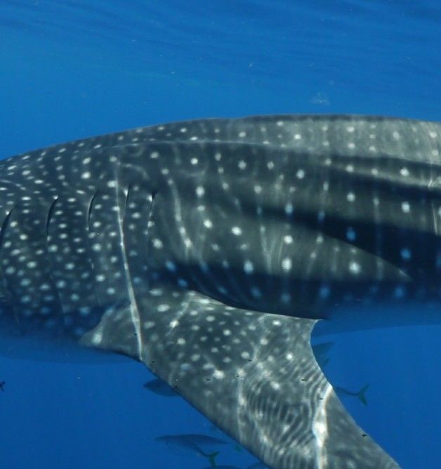 c5395726-2fed-4d74-900b-fe6c28fddeb9