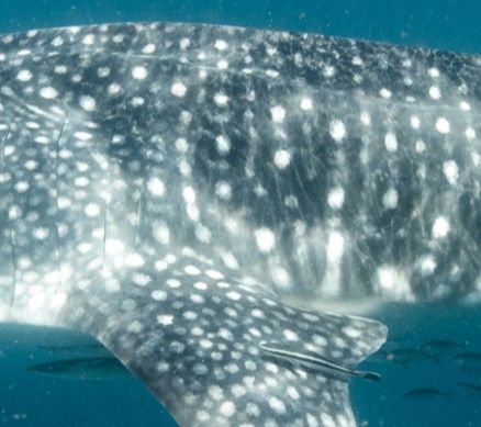 c74bc851-65a8-490a-b519-e298d2751faa