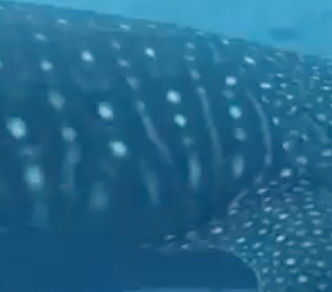 e9e74dfc-2fa2-4354-ae70-44e64fe5360c