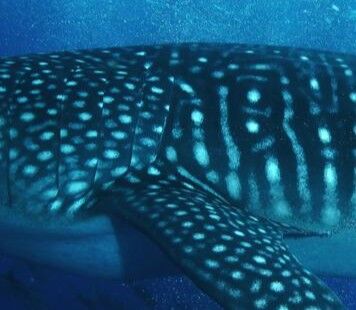 e9e74dfc-2fa2-4354-ae70-44e64fe5360c