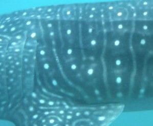 9d605fa9-6041-4729-afe5-4dad38f2ce9b