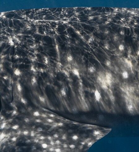 8e49bed7-edaa-47bb-866c-c275b975ae4e