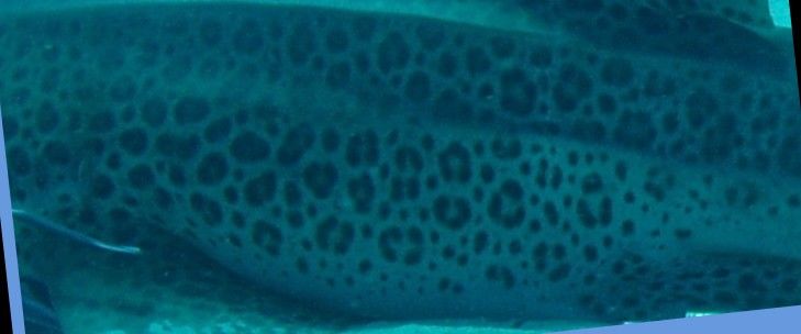 aac43e99-87a9-451f-87e7-a5b45945973a