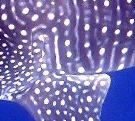 770f9d0a-0107-4455-b32d-a8d2e797d3f5