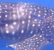 770f9d0a-0107-4455-b32d-a8d2e797d3f5