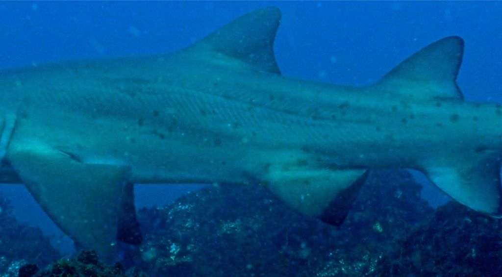 c6ab81db-0381-4094-9a40-cf7e58dd7c49