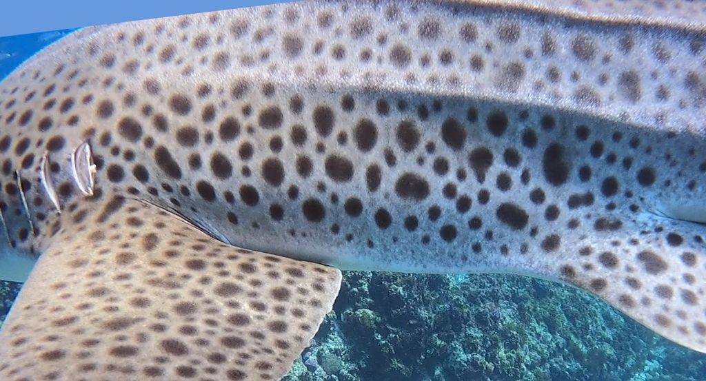 5d358f08-383b-4002-a482-1d7d530aa99a