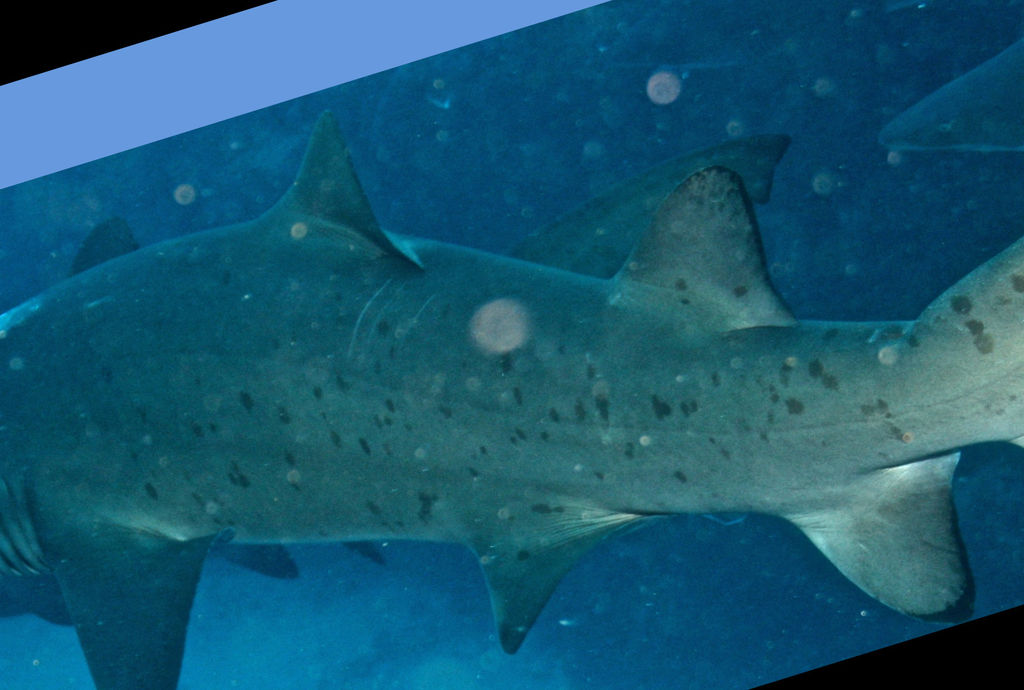 c13d314d-225f-4ebc-8ad5-3f4fde246595