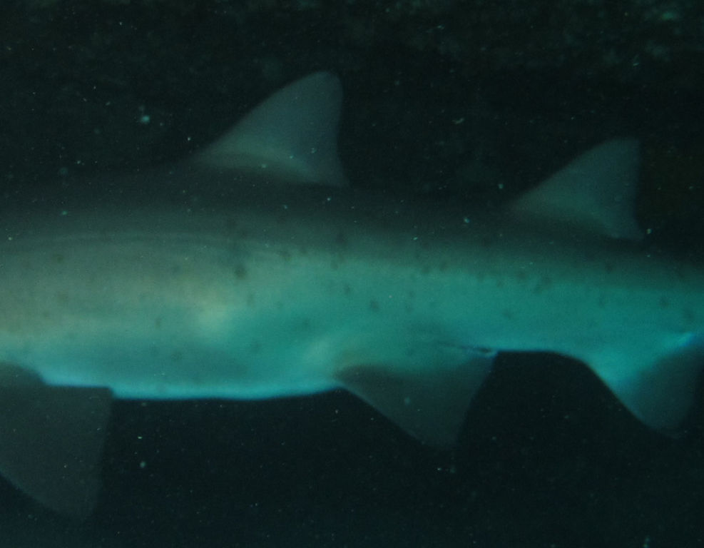 2ef3f4ad-c586-4db4-a655-6f367c9ec81e