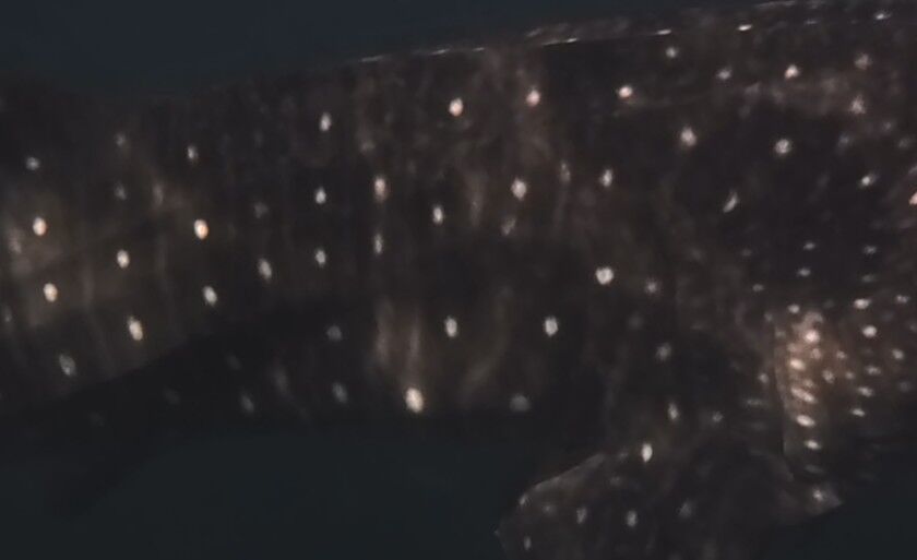 1502e3b5-6d69-4e3f-bee8-e7383e1b7c48