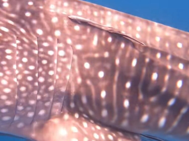 f8f3fb9d-be02-4e7b-9573-eaf28acb3e3f