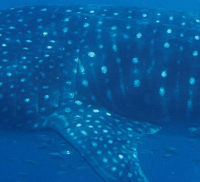 d90cf896-f424-412d-b96f-568225fee1e6