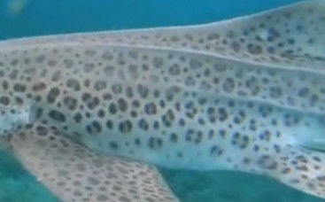 8ad60839-0734-4851-b655-7cf95c16dc69