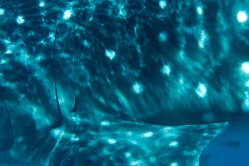 2a66702d-a72d-4196-b483-1a72730f5047