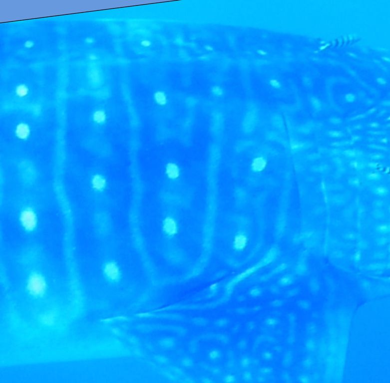 01c860b3-599d-4215-aa2d-61a740a39438