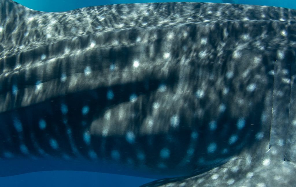 982bf1ca-c459-4ab8-85e6-4819158dc046