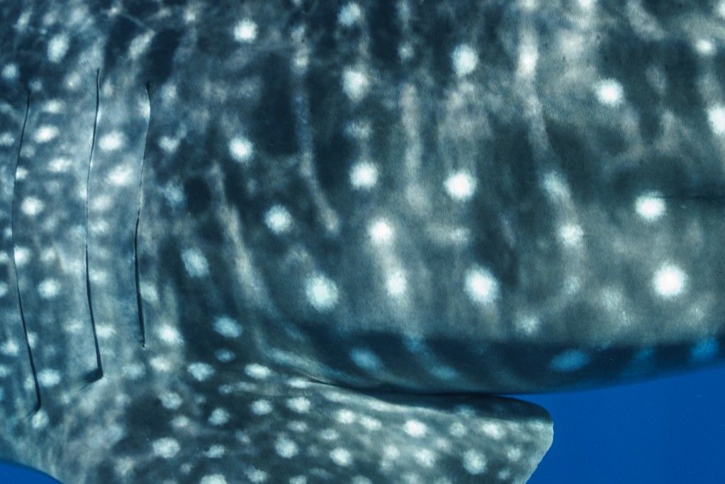 982bf1ca-c459-4ab8-85e6-4819158dc046