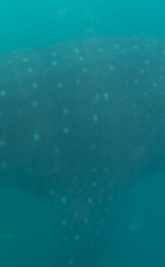 4e339ec2-59e7-4703-8966-695863d6323e