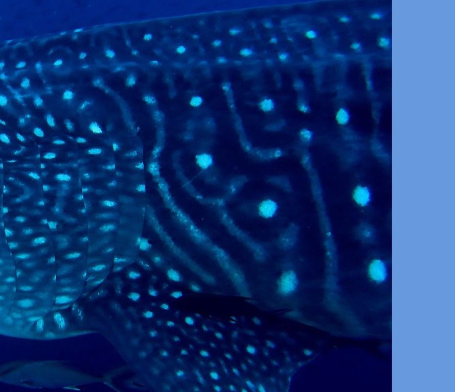 f7e0c563-7a0a-420c-ada7-f58660e88efe