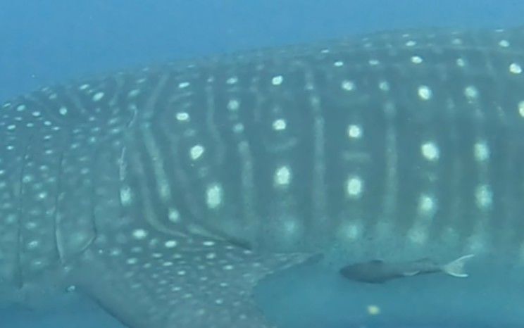 77ec90c6-53f3-4017-98c0-2add5a778023