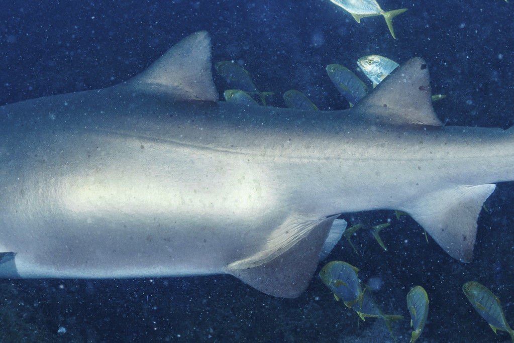 04fcf6d5-049d-4ce1-88d5-06d50bc1a637