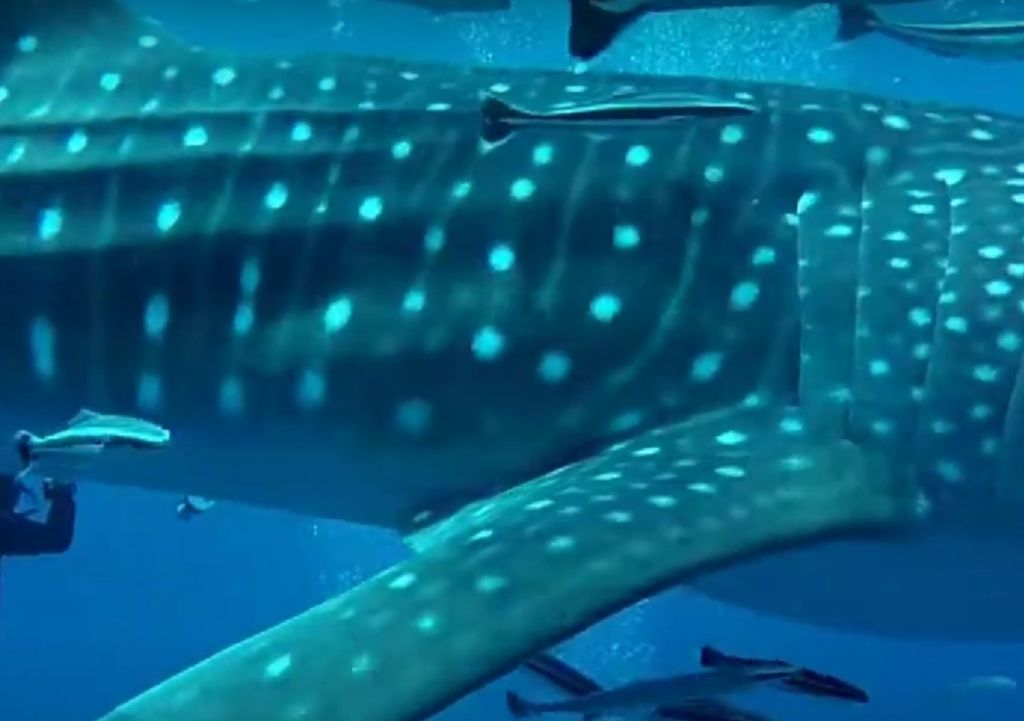 ade00610-4f6a-43d5-885e-13c4b248a77c