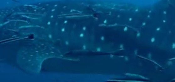 ade00610-4f6a-43d5-885e-13c4b248a77c