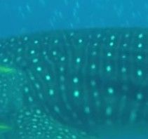 9512902c-43e1-4d2e-b975-16b8b00157ad