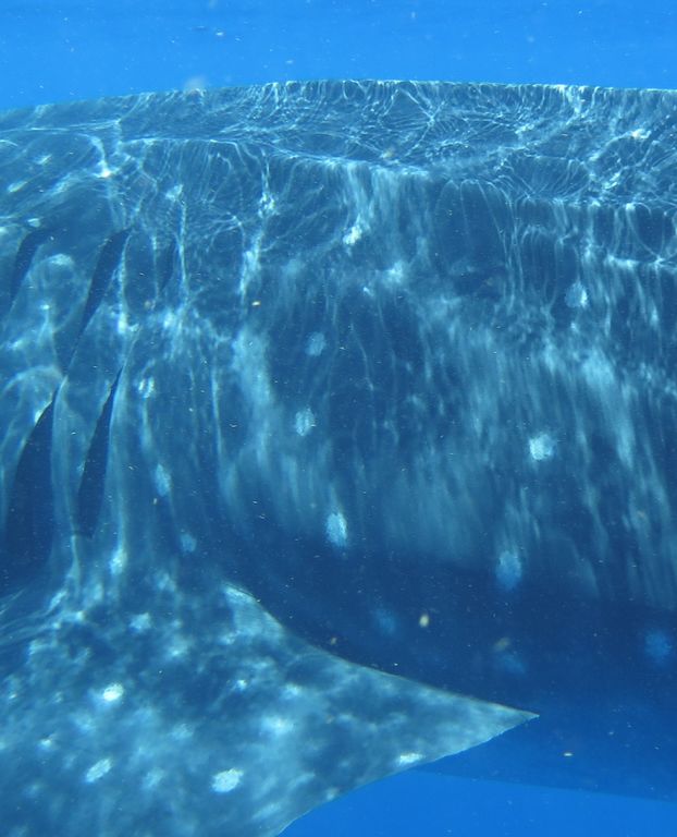 3492991b-4aca-49d5-96a3-9c3da759d525