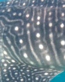 ebe18e84-2146-4ed8-8d22-e63bf77a13d0