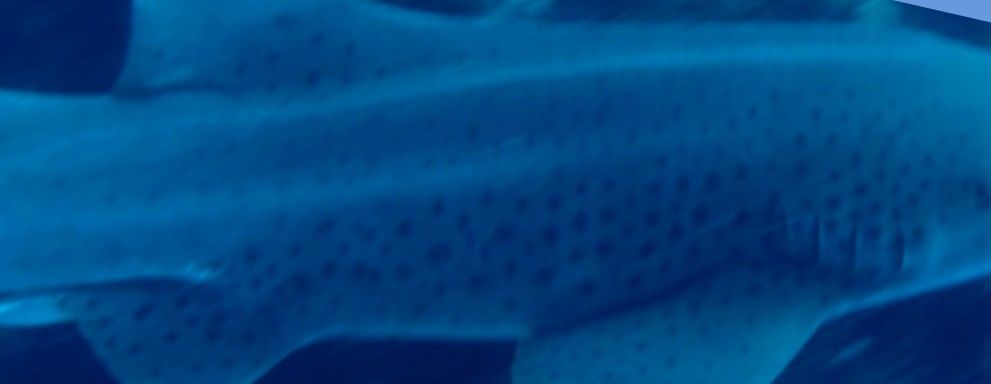 a11a65e9-c21d-4098-8232-01813f5c7236