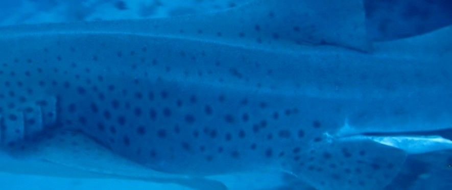 a11a65e9-c21d-4098-8232-01813f5c7236