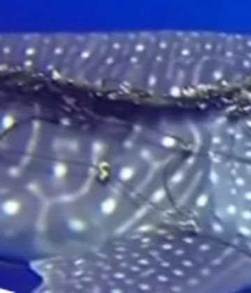 216d817f-ac9b-4326-b5ba-fa802ef3fd48