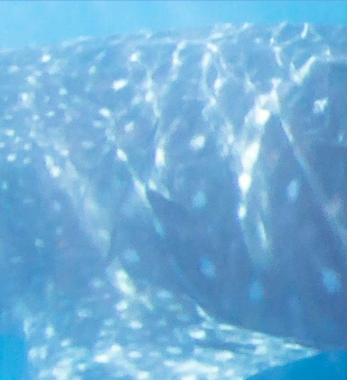 82425d79-b021-4daf-a7a4-9638936bca4c