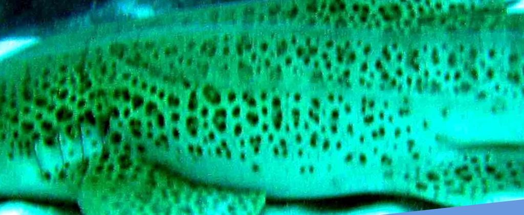 9e98b6ca-7819-42e0-9564-07277c74e794