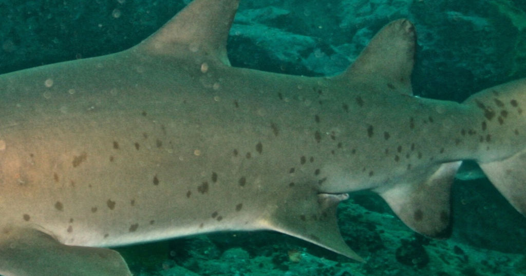 097cf5a1-b48f-42a2-8f5f-3f90f44761d8