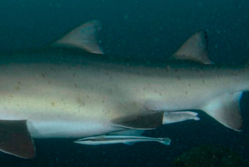 6b6911f6-74ce-445a-8933-059af12a1ccf