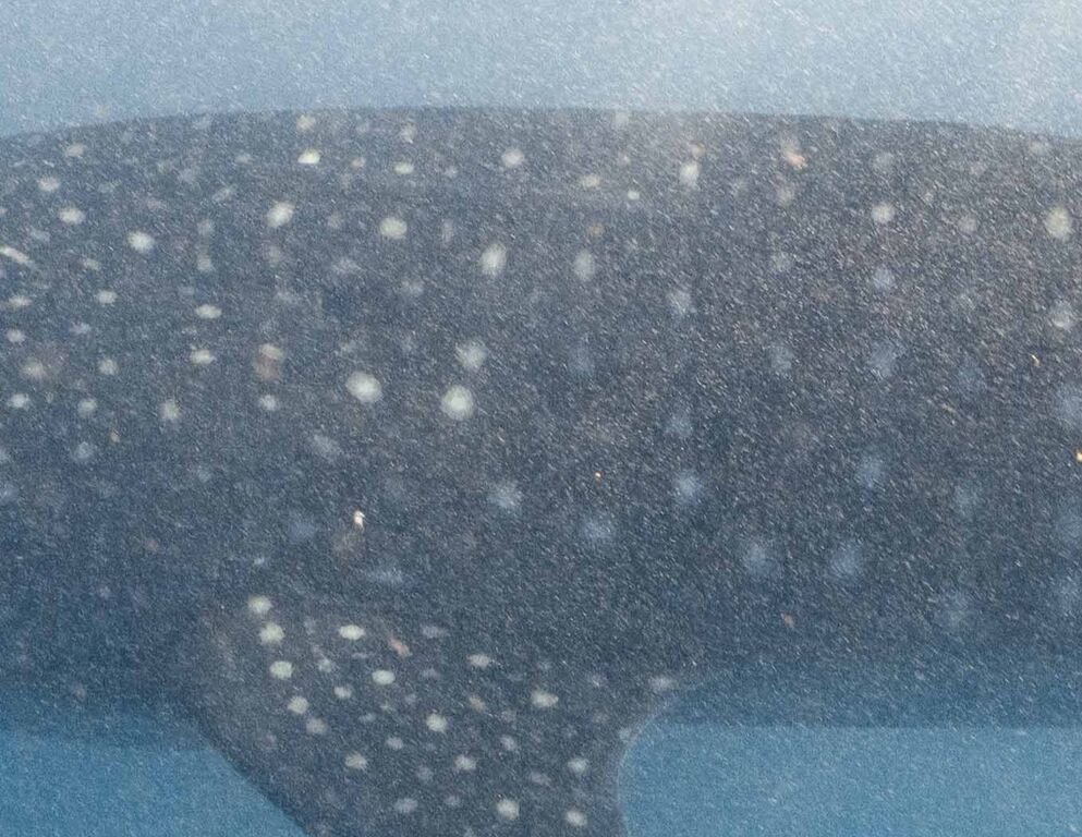 4ef88a90-6be8-422c-9d50-84ca9b8edd42