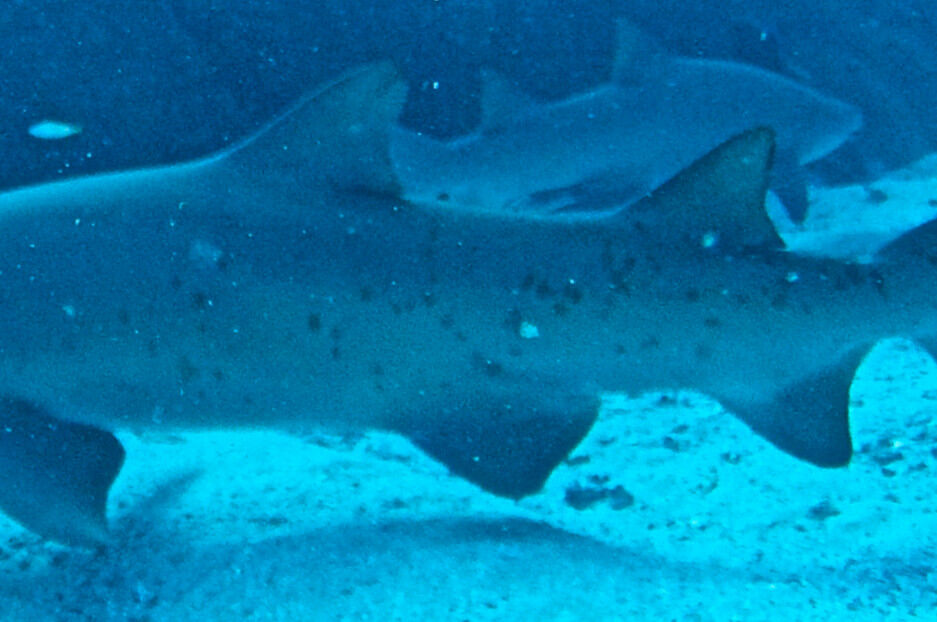 3aa09b96-3c29-417b-a924-ffed1d2b3d20