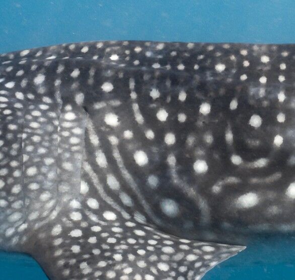 5ca0b4ee-97fa-4915-a62d-d2482a4ef4a9