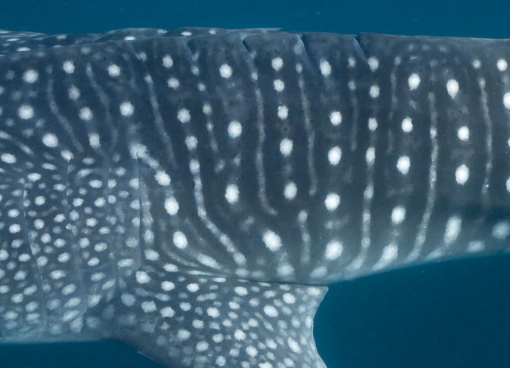 212cb913-47c7-4181-8945-054d8ab3c352