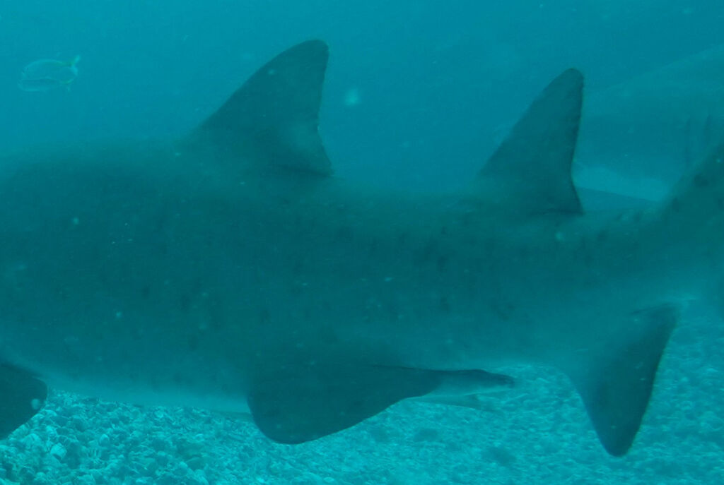 31bdcfaf-efd1-41fc-8b77-f6785debc9f7