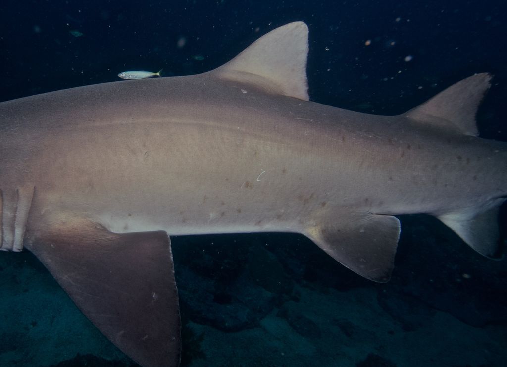 4189fd00-6dc7-440a-9154-78def64111d1